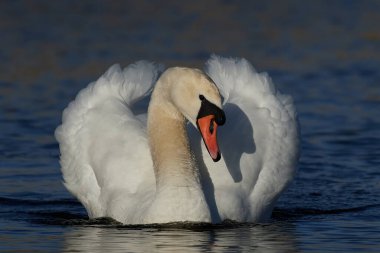 Sessiz kuğu (Cygnus olor) doğal ortamında agresif bir duruşta