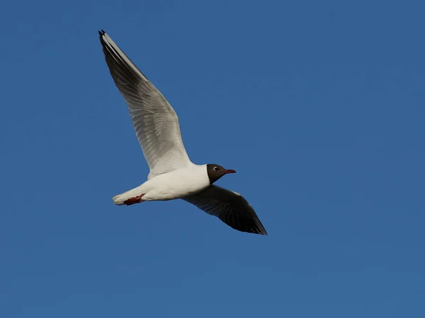 Mouette Tête Noire Vol Avec Ciel Bleu Arrière Plan — Photo