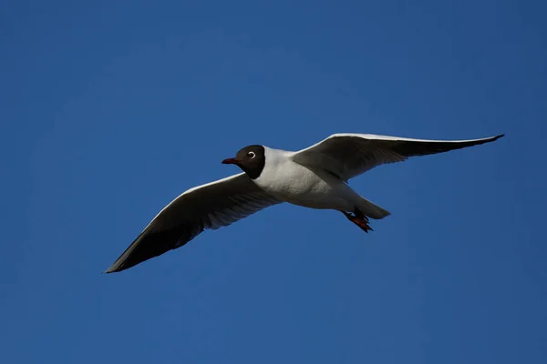 Mouette Tête Noire Vol Avec Ciel Bleu Arrière Plan — Photo