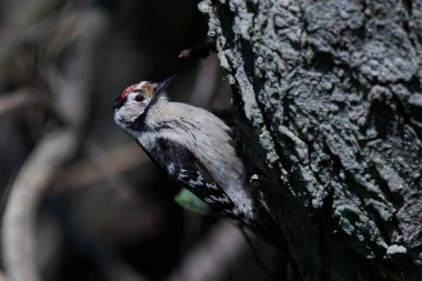 Daha az benekli ağaçkakan (Dryobates minor) Danimarka 'daki doğal ortamında