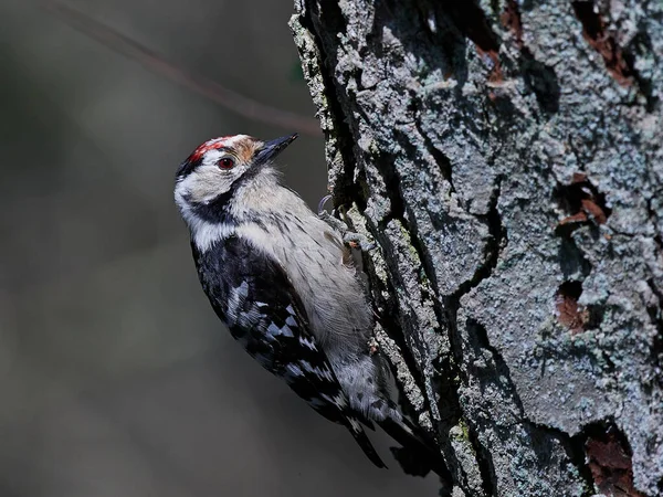 Schwarzspecht Dryobates Minor Seinem Natürlichen Lebensraum Dänemark — Stockfoto