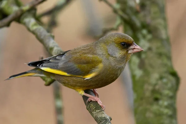 Ευρωπαϊκό Greenfinch Chloris Chloris Στο Φυσικό Του Περιβάλλον Στη Δανία — Φωτογραφία Αρχείου