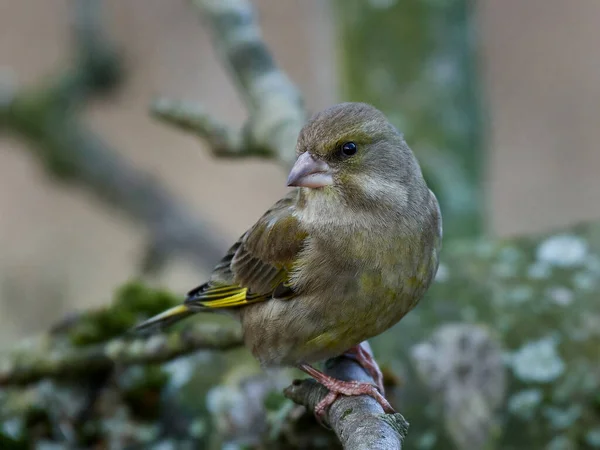 Pinzón Verde Europeo Chloris Chloris Hábitat Natural Dinamarca — Foto de Stock