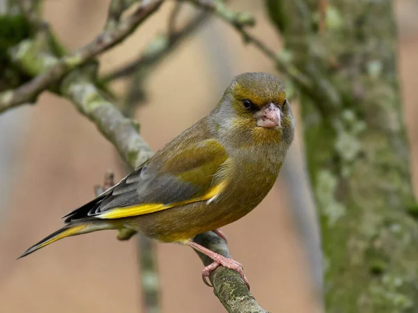 Ευρωπαϊκό Greenfinch Chloris Chloris Στο Φυσικό Του Περιβάλλον Στη Δανία — Φωτογραφία Αρχείου