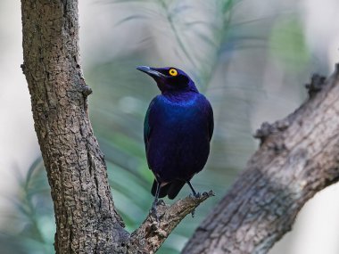 Mor parlak sığırcık (Lamprotornis purpureus) Gambiya 'daki doğal ortamında