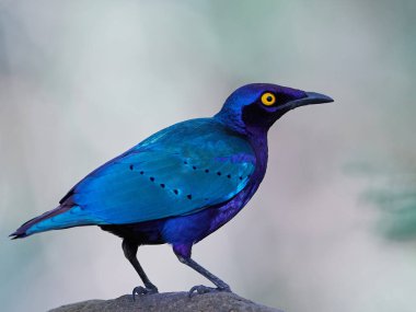 Mor parlak sığırcık (Lamprotornis purpureus) Gambiya 'daki doğal ortamında