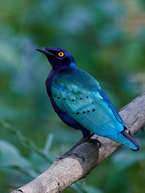 Mor parlak sığırcık (Lamprotornis purpureus) Gambiya 'daki doğal ortamında