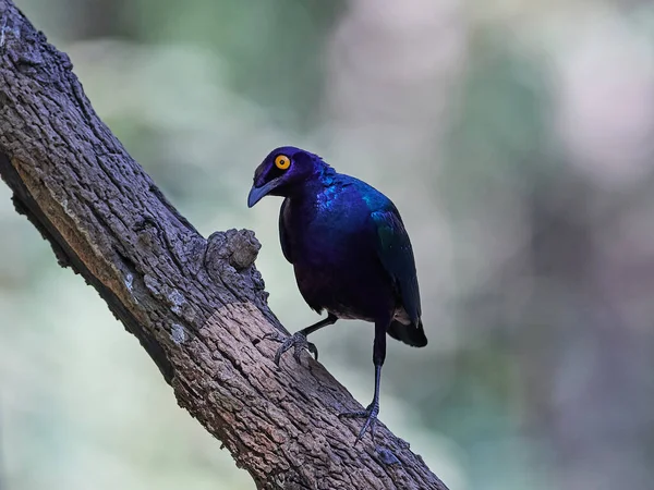 Πορφυρό Γυαλιστερό Ψαρόνι Lamprotornis Purpureus Στο Φυσικό Του Περιβάλλον Στη — Φωτογραφία Αρχείου