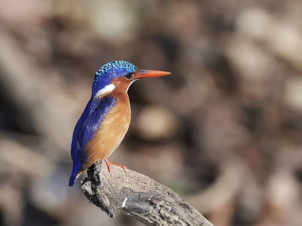 Malachit Királyhalász Corythornis Cristatus Szenegáli Természetes Élőhelyén — Stock Fotó