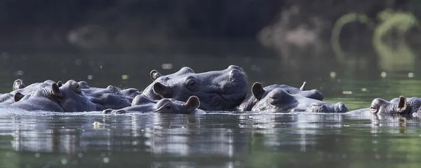 Hipopótamo Común Hippopotamus Amphibius Hábitat Natural Senegal — Foto de Stock