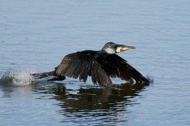 Danimarka 'daki doğal habitatında büyük karabatak (Phalacrocorax carbo)