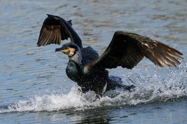 Danimarka 'daki doğal habitatında büyük karabatak (Phalacrocorax carbo)