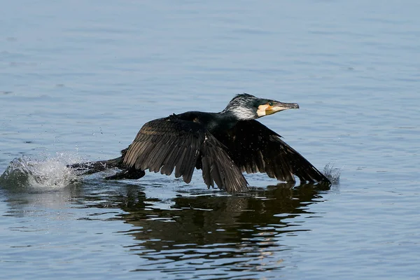 Великий Бакланін Phalacrocorax Carbo Природному Середовищі Проживання Данії — стокове фото