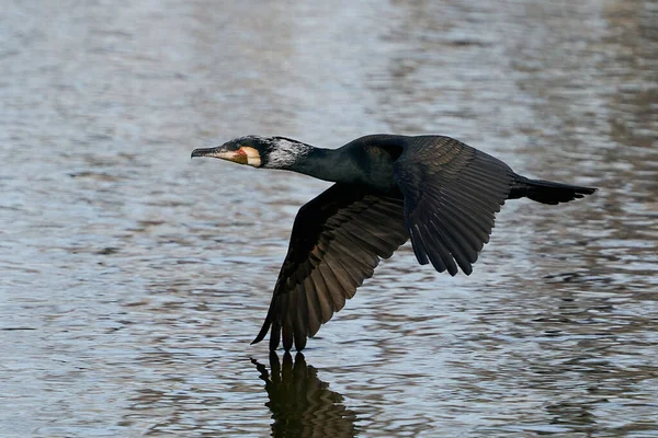 Grand Cormoran Phalacrocorax Carbo Dans Son Habitat Naturel Danemark — Photo