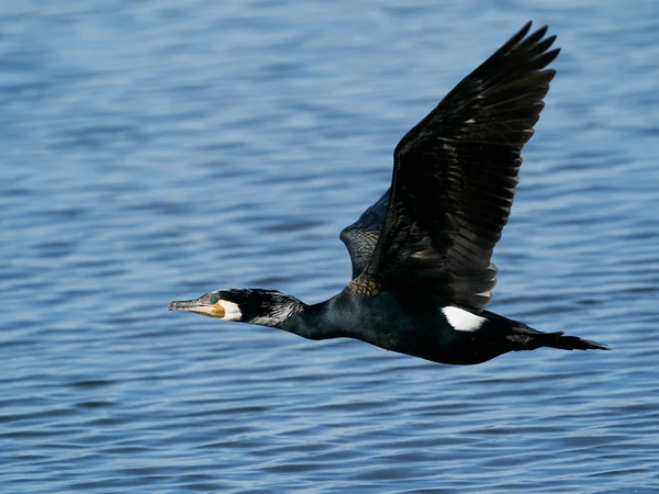 Grand Cormoran Phalacrocorax Carbo Dans Son Habitat Naturel Danemark — Photo