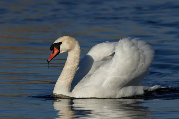 Doofstomme Zwaan Agressieve Houding Zijn Habitat — Stockfoto