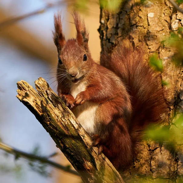 Eurasian Red Squirrel Sciurus Vulgaris Its Natural Habitat Denmark Stock Photo