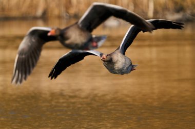 Greylag kazları Danimarka 'daki habitatlarında uçuyor