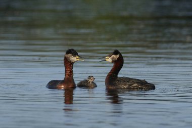 Danimarka 'daki doğal habitatında kırmızı boyunlu yunus balığı