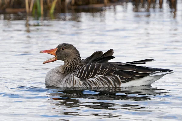 Greylag Goose Its Habitat Denmark — Stock Photo, Image