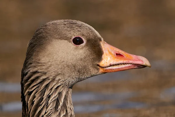 Portret Van Grauwe Gans Zijn Habitat Denemarken — Stockfoto