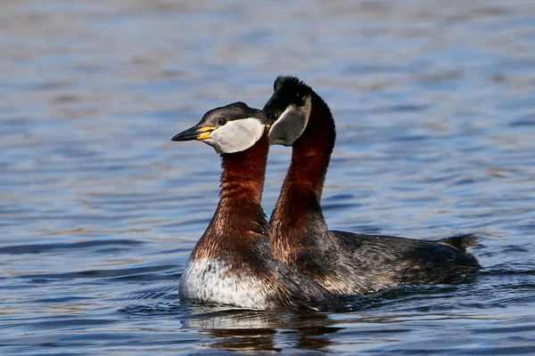 Red Necked Grebe Its Natural Habitat Denmark — Stock Photo, Image