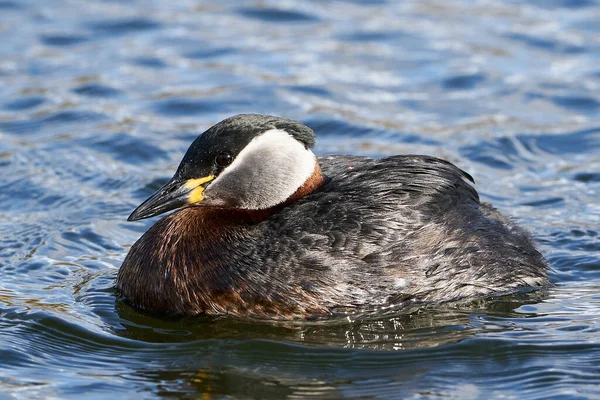 Grebe Pescoço Vermelho Seu Habitat Natural Dinamarca — Fotografia de Stock