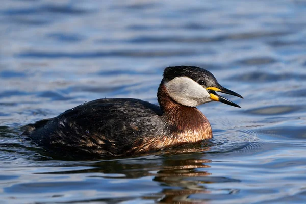 Grebe Pescoço Vermelho Seu Habitat Natural Dinamarca — Fotografia de Stock