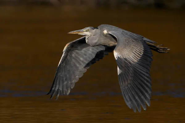 Szürke Gém Ardea Cinerea Dán Élőhelyén — Stock Fotó