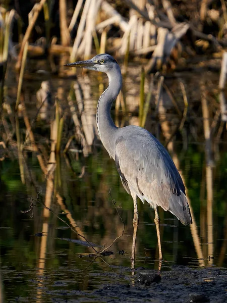 Gri Balıkçıl Ardea Cinerea Danimarka Habitatında — Stok fotoğraf