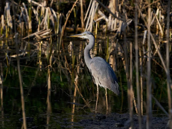 Gri Balıkçıl Ardea Cinerea Danimarka Habitatında — Stok fotoğraf