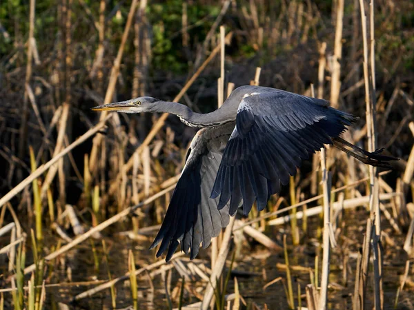 Grijze Reiger Ardea Cinerea Zijn Deense Habitat — Stockfoto