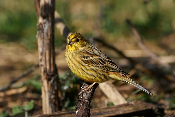 Gulhornsklöver Emberiza Citrinella Som Sitter Gren Sin Livsmiljö Danmark — Stockfoto