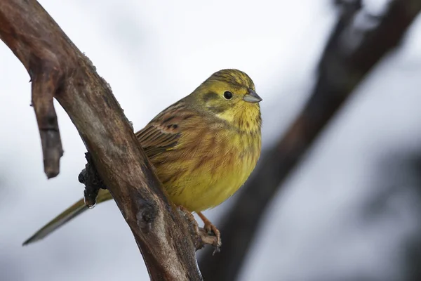 Gulhornsklöver Emberiza Citrinella Som Sitter Gren Sin Livsmiljö Danmark — Stockfoto