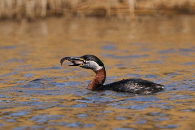 Kırmızı boyunlu yunus (Podiceps grisegena) doğal ortamında gagasında bir balıkla