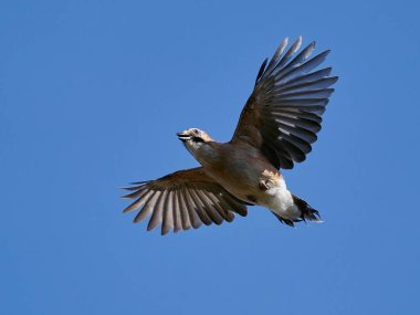 Avrasya Jay (Garrulus glandarius) Danimarka 'daki doğal habitatında