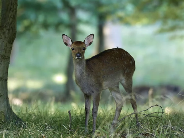 Sika Deer Cervus Nippon Its Natural Habitat — Stock Photo, Image