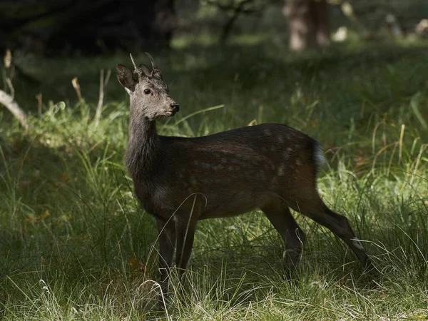 Олень Cervus Nippon Своей Естественной Среде Обитания — стоковое фото