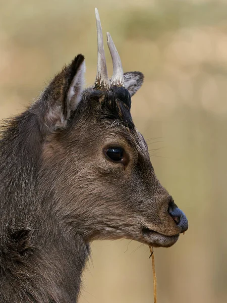 Sika Deer Cervus Nippon Its Natural Habitat — 图库照片
