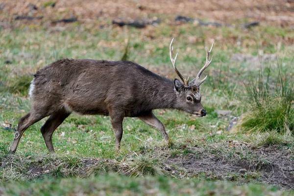 Cervos Sika Nippon Cervus Seu Habitat Natural — Fotografia de Stock