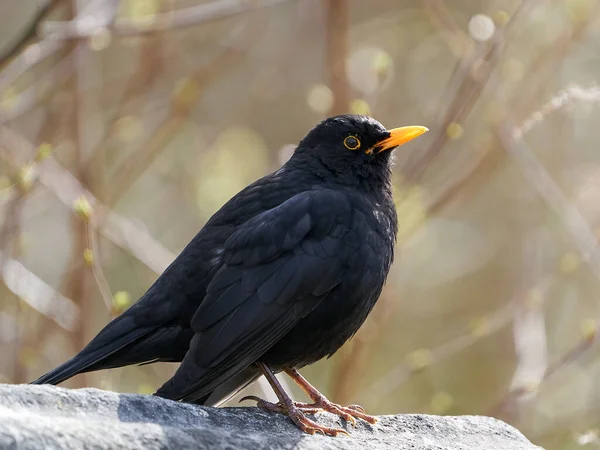 Feketerigó Turdus Merula Dániai Természetes Élőhelyén — Stock Fotó