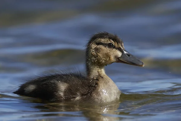 Mallard Juvenil Hábitat Natural Dinamarca — Foto de Stock