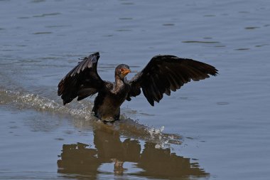 Gambiya 'daki doğal ortamında uzun kuyruklu karabatak (Microcarbo africanus)