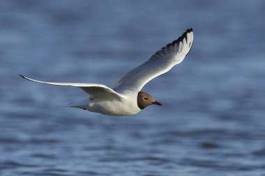 Danimarka 'daki doğal ortamında siyah başlı martı.