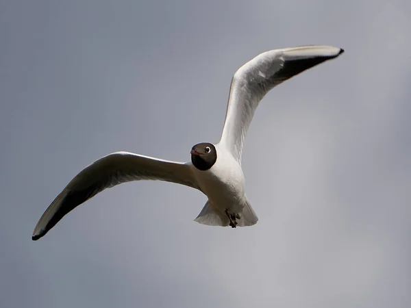 Black Headed Gull Flight Blue Skies Background — Stock Photo, Image