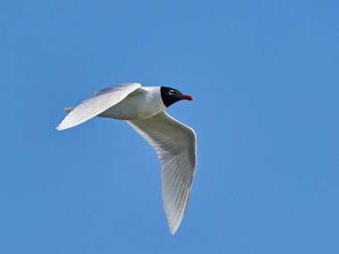 Akdeniz martısı (Ichthyaetus melanocephalus) arka planda mavi gökyüzü ile uçuyor