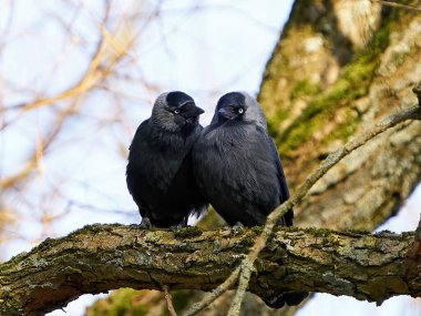 Batı karga çifti bir dala yakın oturuyor.