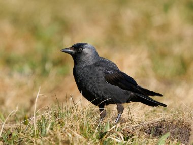 Batı kargagazı Danimarka 'daki doğal ortamında