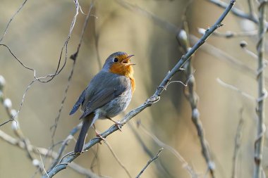 Avrupa bülbülü (Erithacus rubecula) Danimarka 'daki doğal habitatında