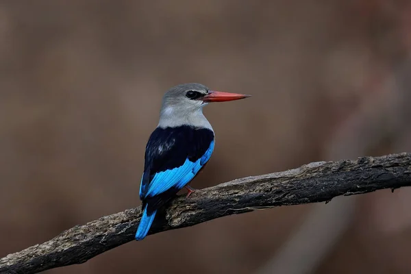 Gråhårig Kungsfiskare Halcyon Leucocephala Sin Naturliga Livsmiljö Senegal — Stockfoto